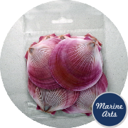 8068-P8 - Craft Pack - Harvest Moon Scallop Shells